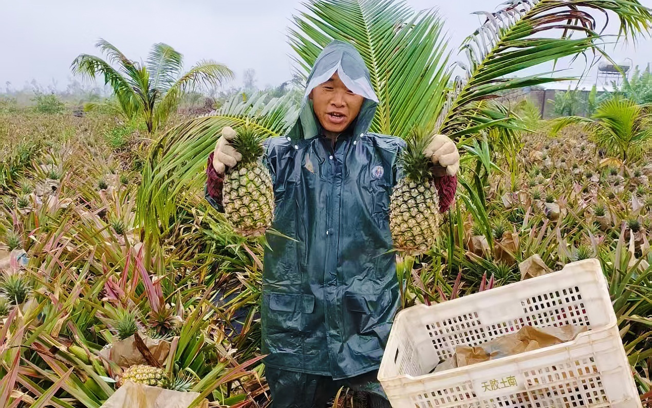 萝市场热情高涨 新品种助力产业升级龙8游戏国际登录海南鲜品｜海南菠