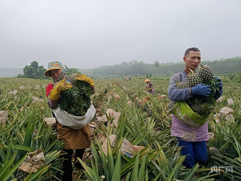 萝市场热情高涨 新品种助力产业升级龙8游戏国际登录海南鲜品｜海南菠(图3)